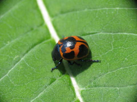 Image of Swamp Milkweed Leaf Beetle