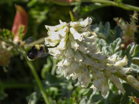 Image of Obscure Bumble Bee