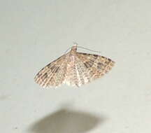 Image of twenty-plume moth