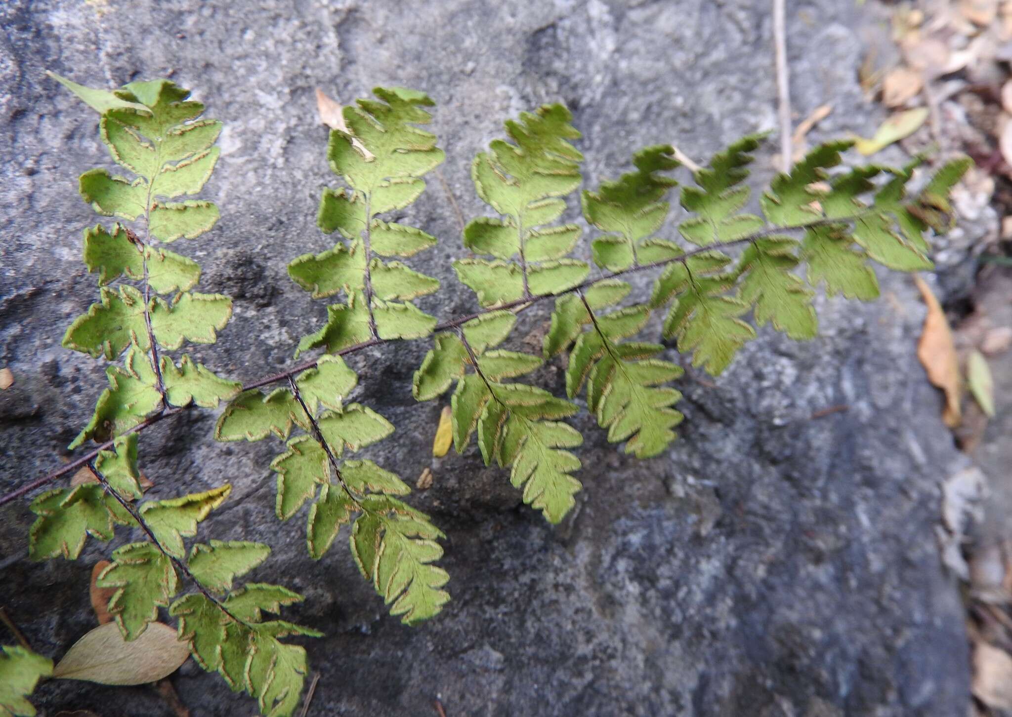 Plancia ëd Myriopteris aemula (Maxon) Grusz & Windham