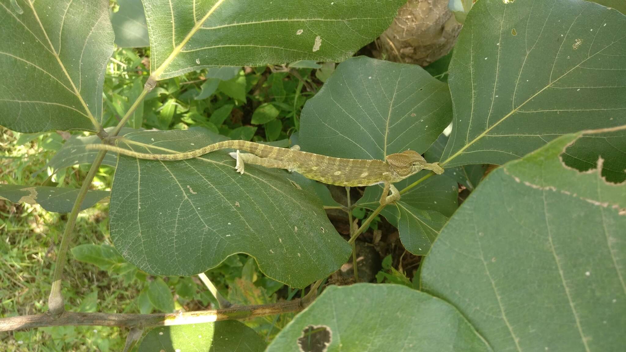 Image of Asian Chameleon