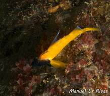 Image of Black-faced Blenny