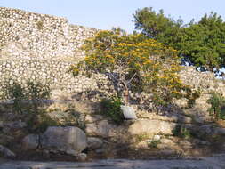 Image of limestone senna