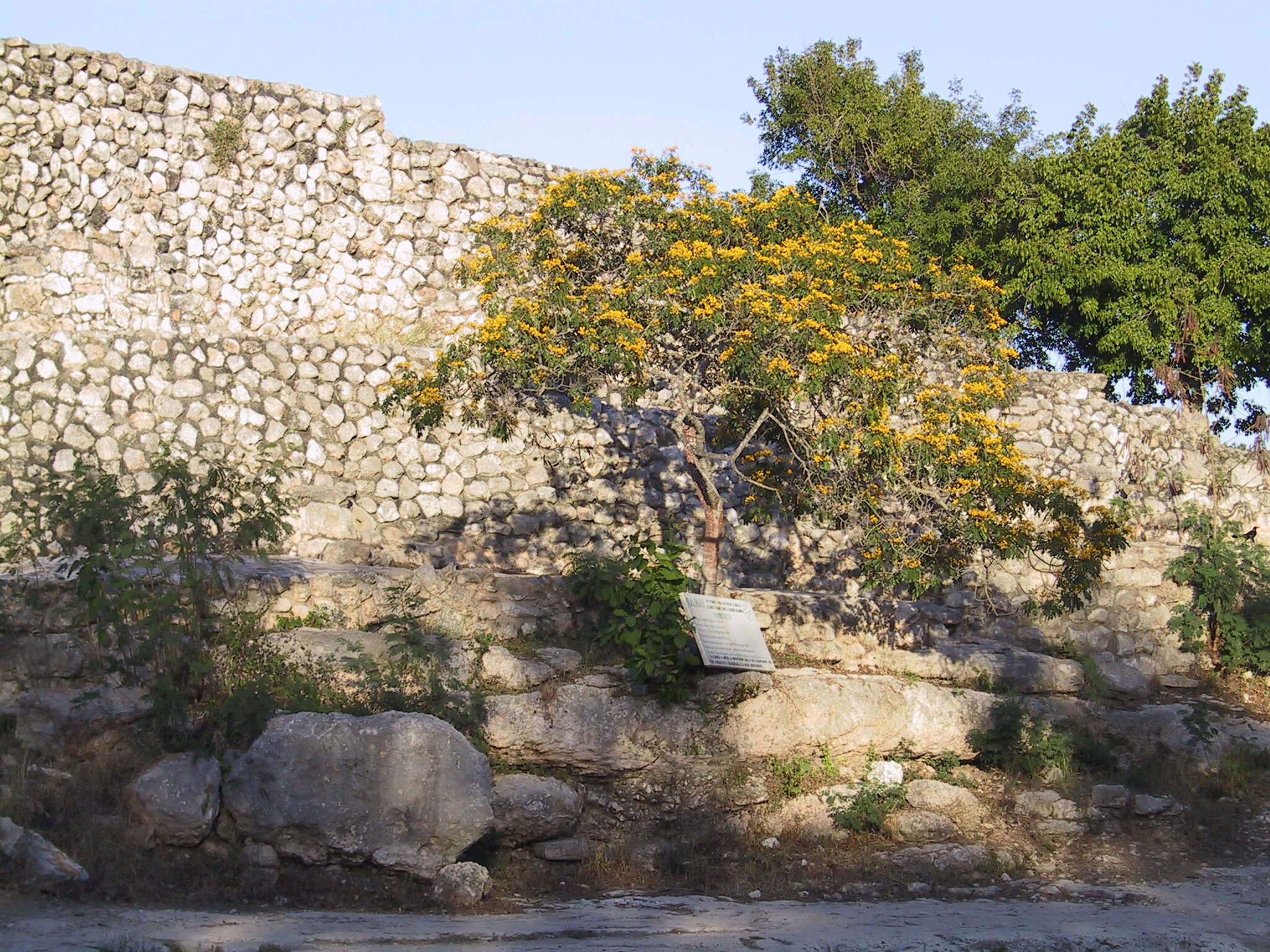 Image of limestone senna