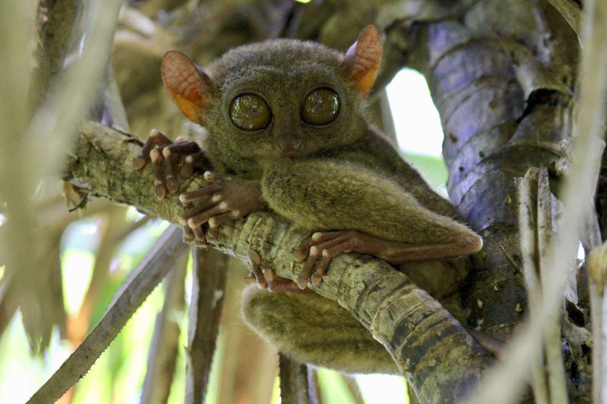 Image of Philippine tarsier