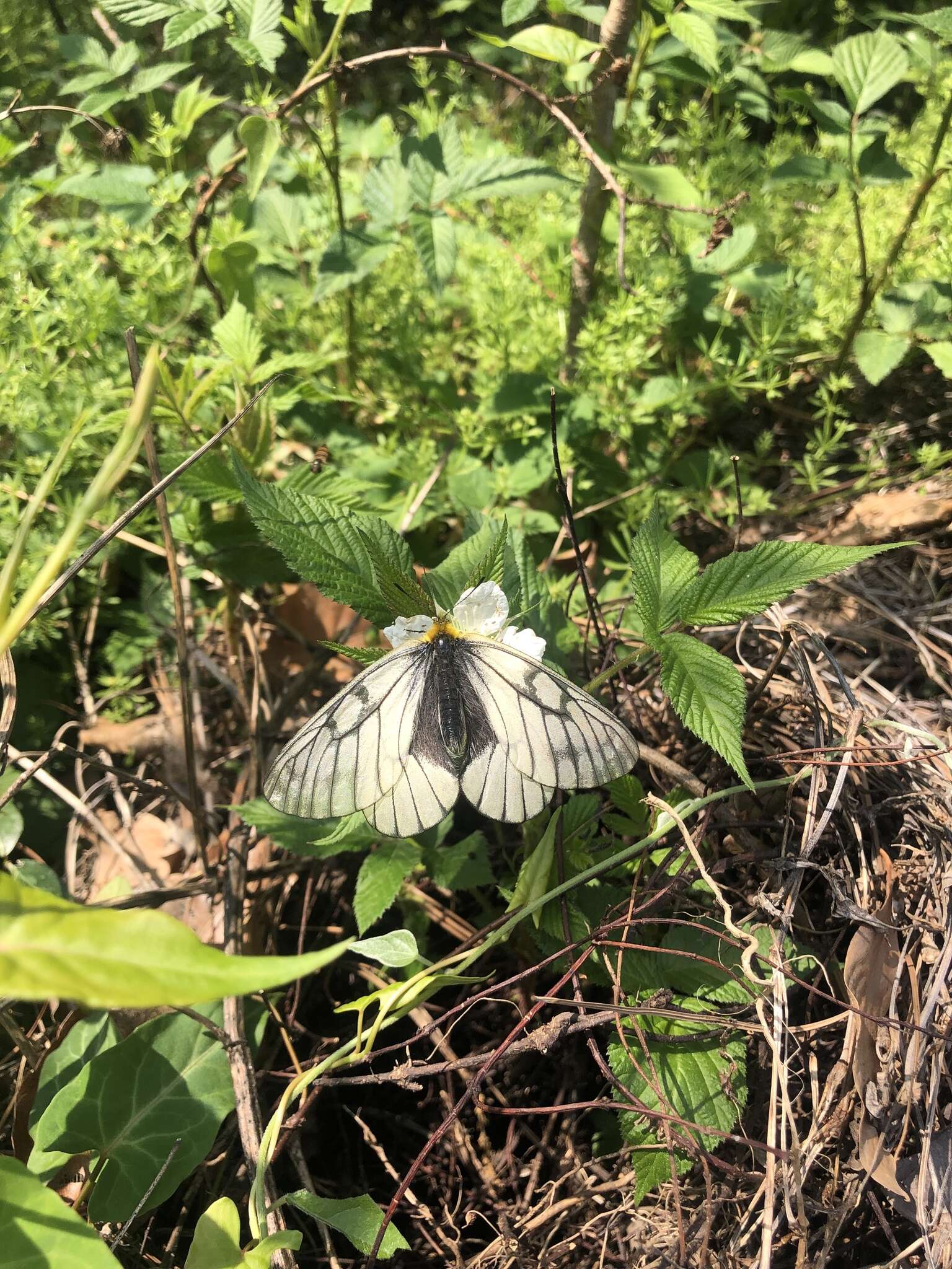 Plancia ëd Parnassius glacialis Butler 1866