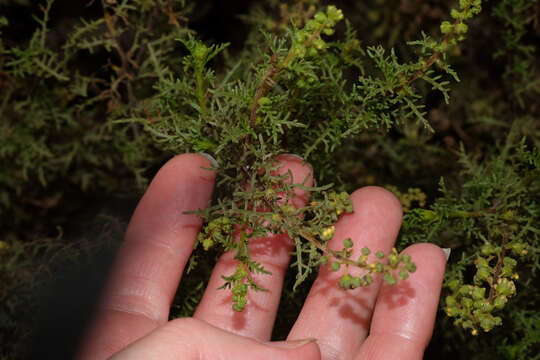 Image of Ambrosia artemisioides Meyen & Walp.