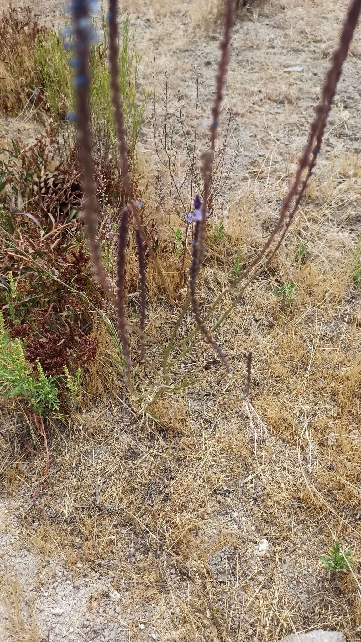 Image de Verbena simplex var. orcuttiana (L. M. Perry) N. O'Leary