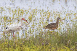 Image of Long-billed Curlew