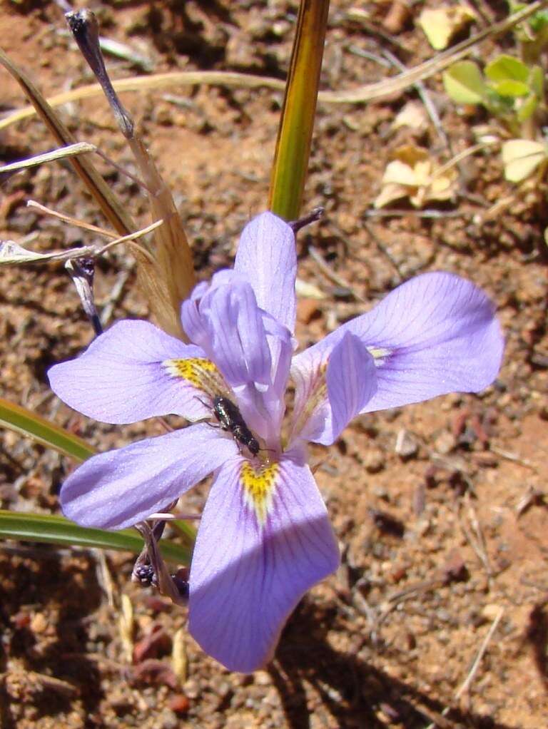 Image of Moraea pritzeliana Diels