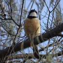 Imagem de Pachycephala rufiventris rufiventris (Latham 1801)