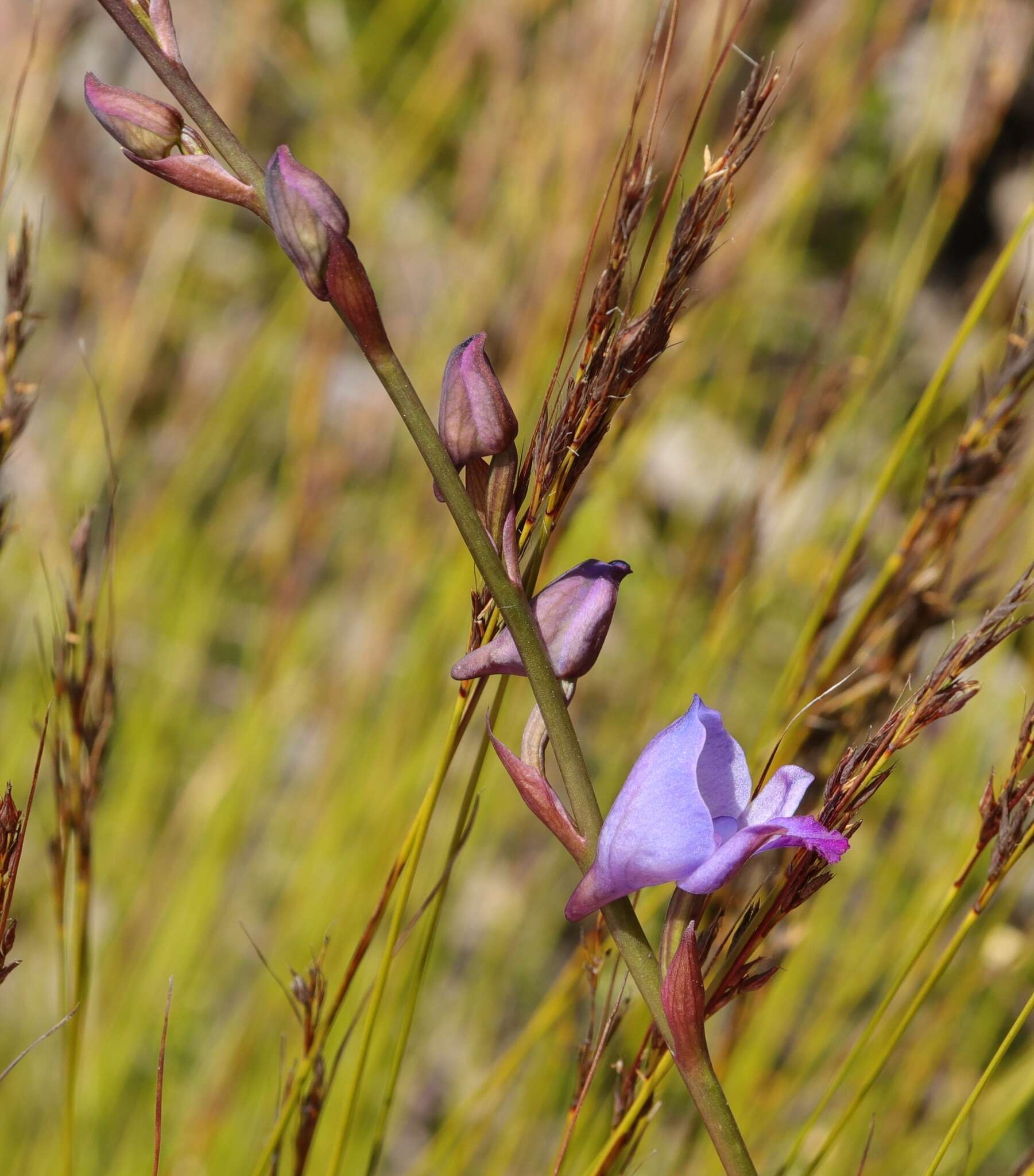 Image of Disa hians (L. fil.) Spreng.