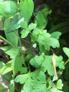 صورة Nemophila aphylla (L.) Brummitt