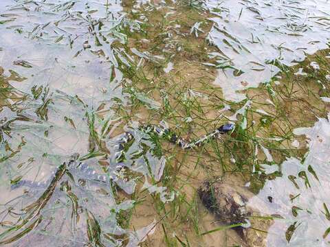 Image of Eydoux' Sea Snake