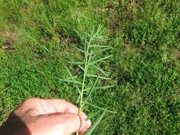 Image of summer spurge