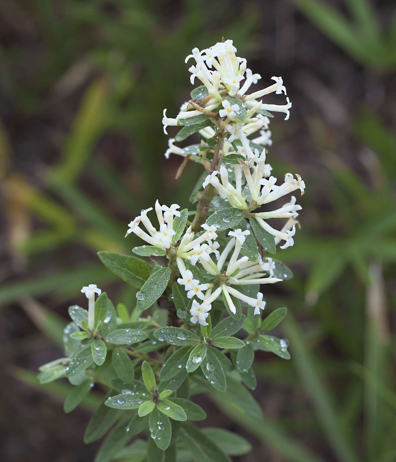 Image of Wikstroemia ganpi (Sieb. & Zucc.) Maxim.