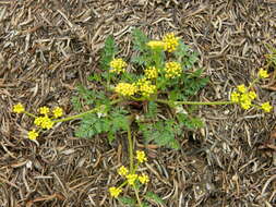 Imagem de Lomatium sandbergii (Coult. & Rose) Coult. & Rose