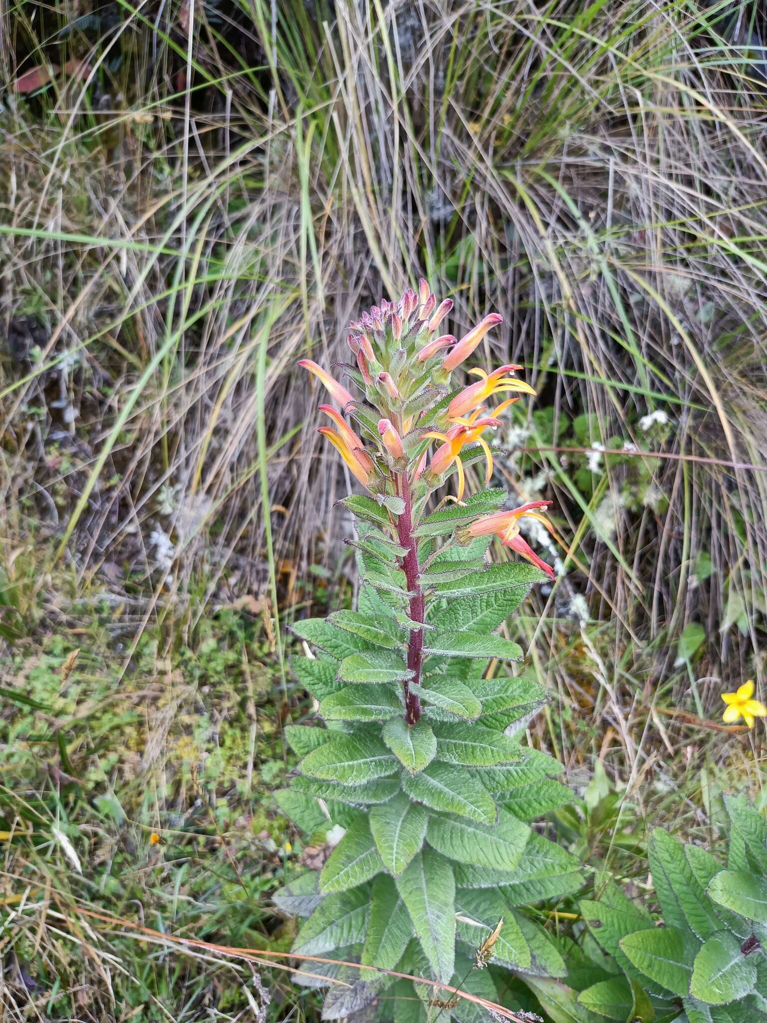 Image of Siphocampylus tupaeformis Zahlbr.