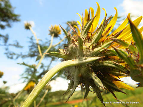 Image of Berkheya maritima J. M. Wood