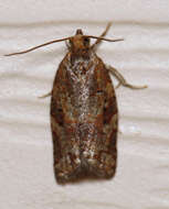 Image of Pine-tube Moth