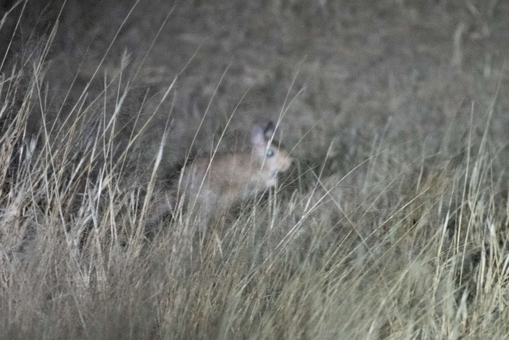 Image of Springhares