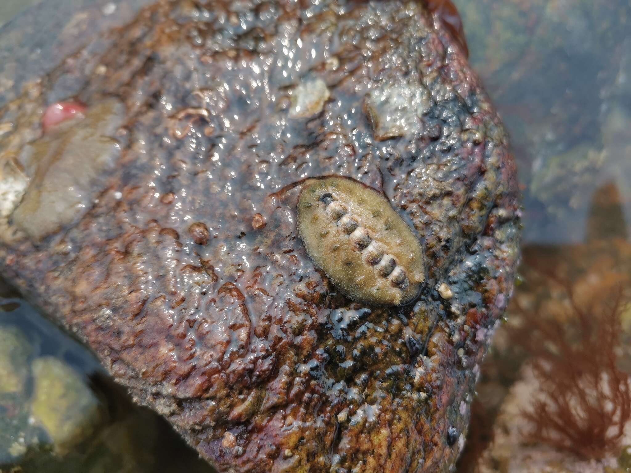 Plancia ëd Acanthochitona rubrolineata (Lischke 1873)