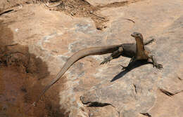 Image of Mertens's Water Monitor