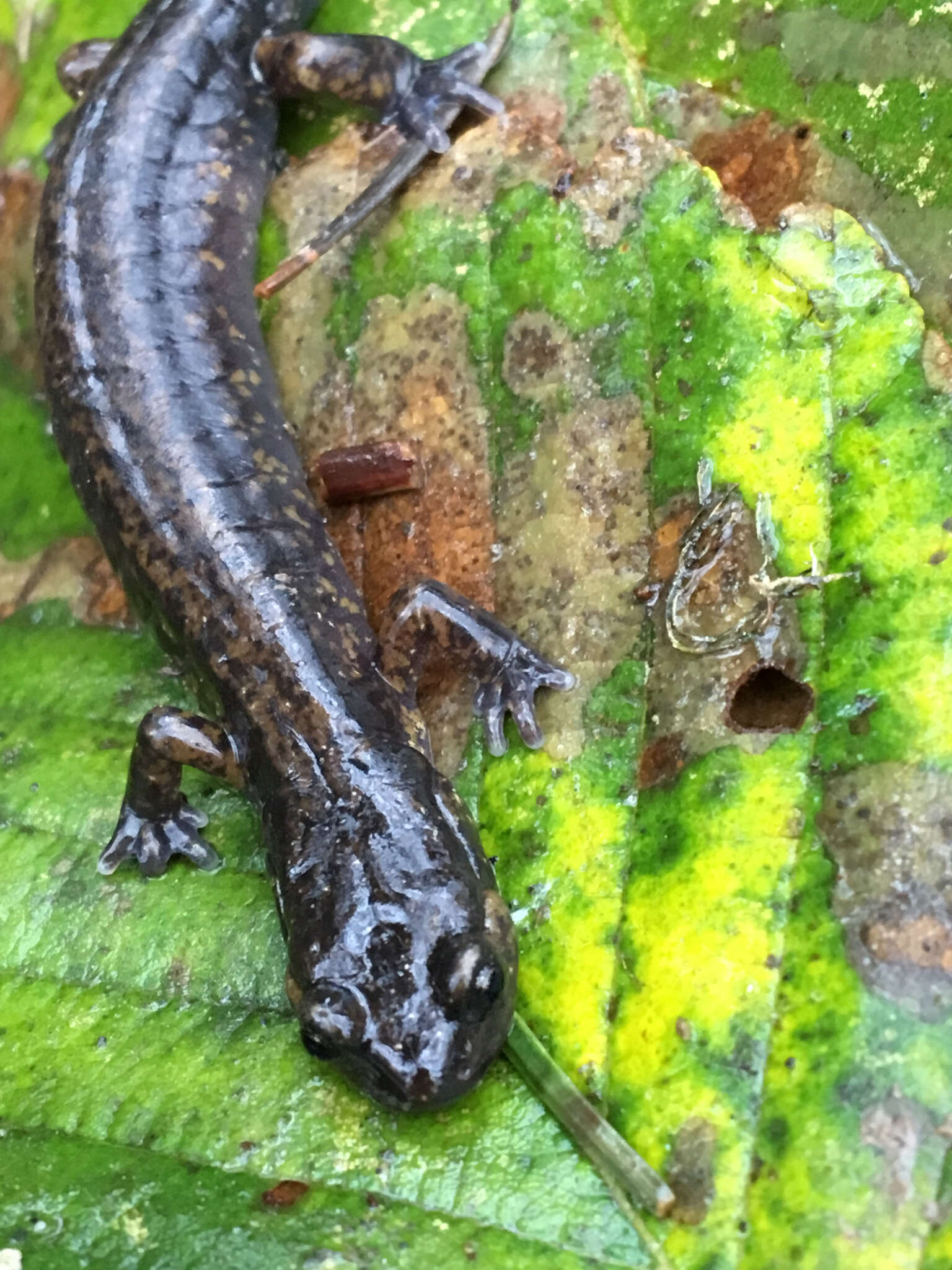 Image of Dunn's Salamander