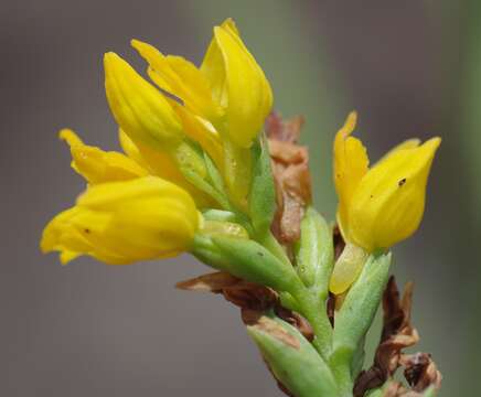 Schizochilus zeyheri Sond. resmi