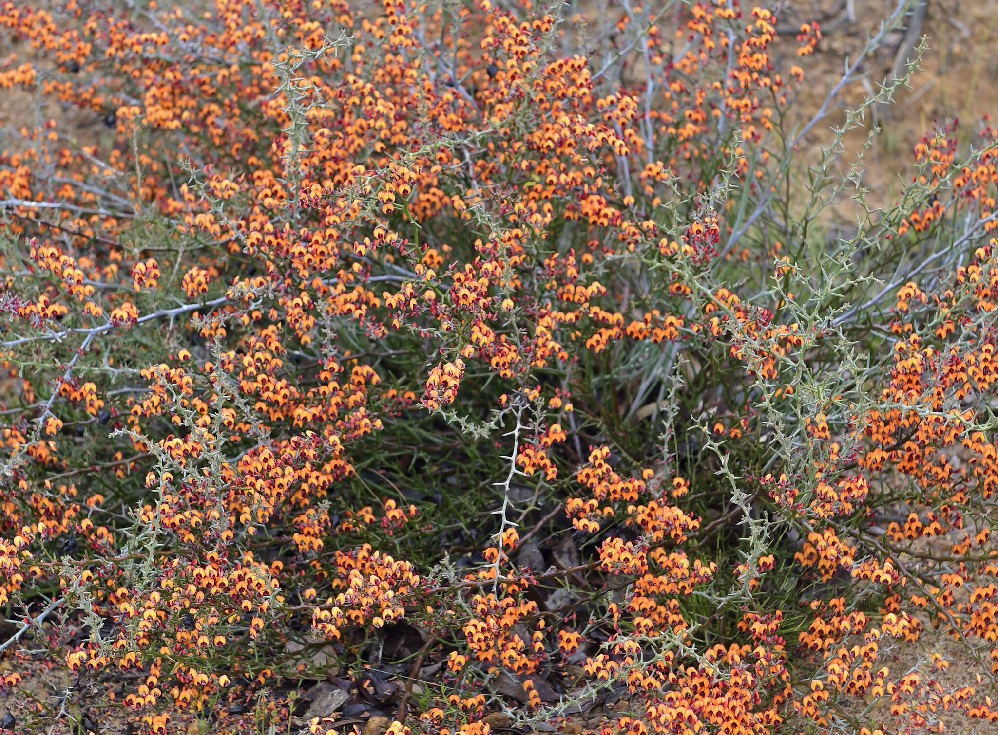 Image of <i>Daviesia incrassata</i> subsp. <i>reversifolia</i> (F. Muell.) Crisp