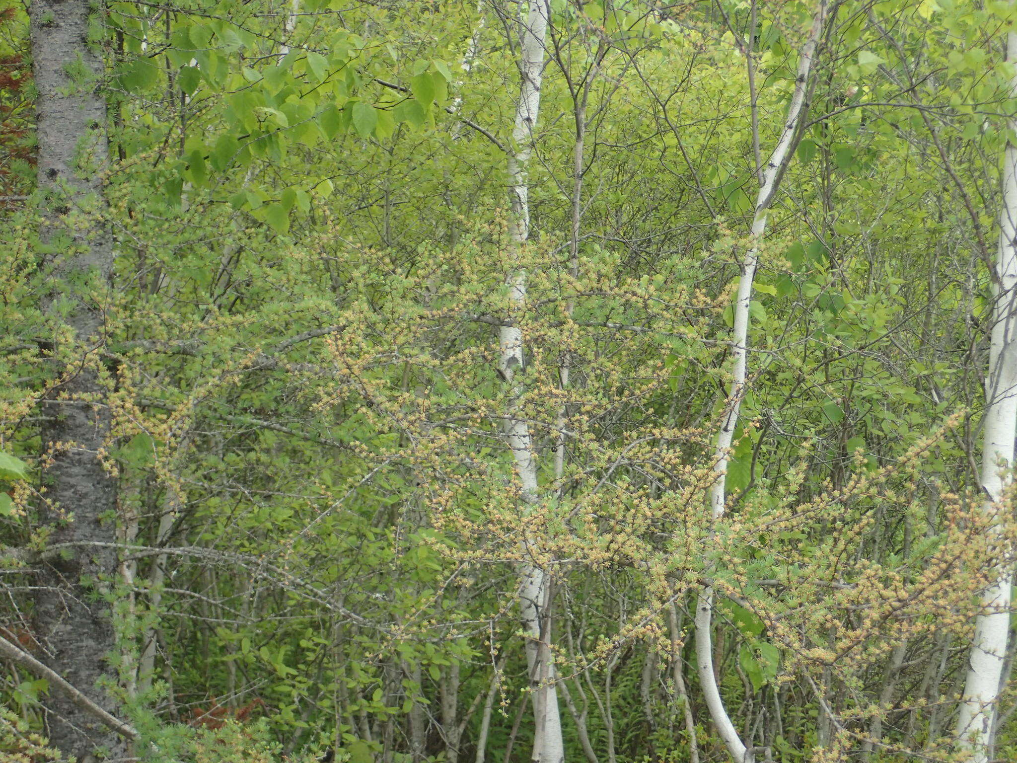 Image of larch case-bearer