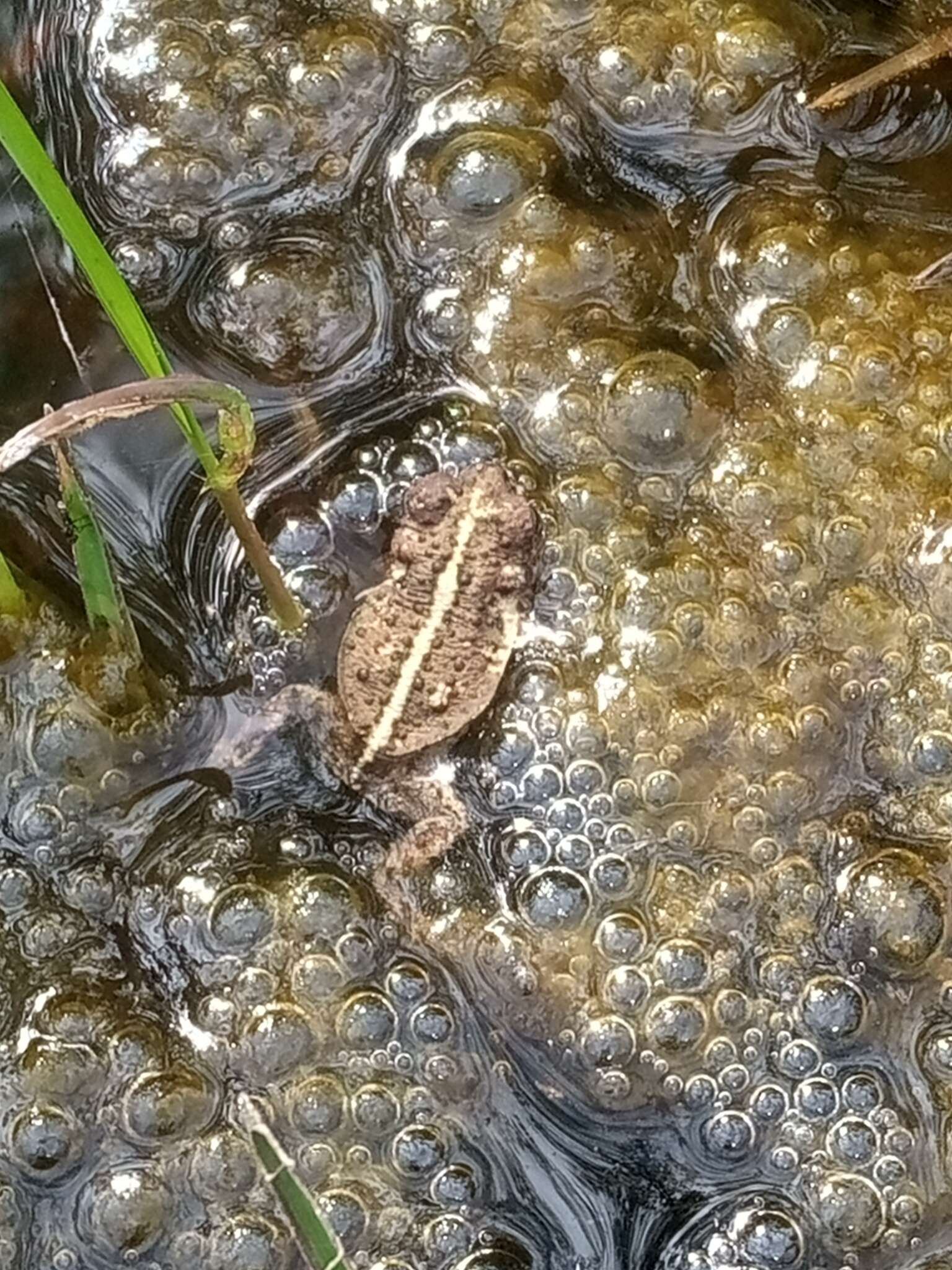 Rhinella inca (Stejneger 1913) resmi