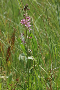 Image of Oregon checkerbloom