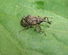 Image of Weevil