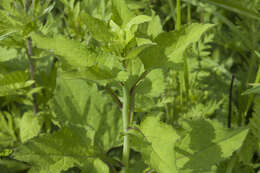 Image of Edible aster