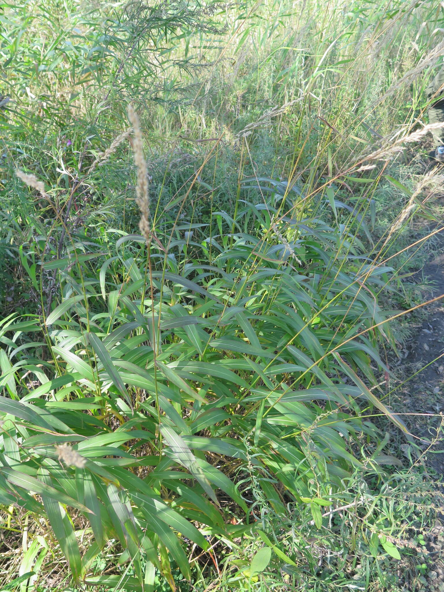 Image of frost grass