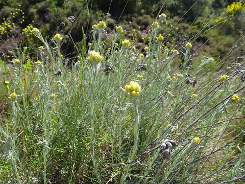 Image of yellow amaranth