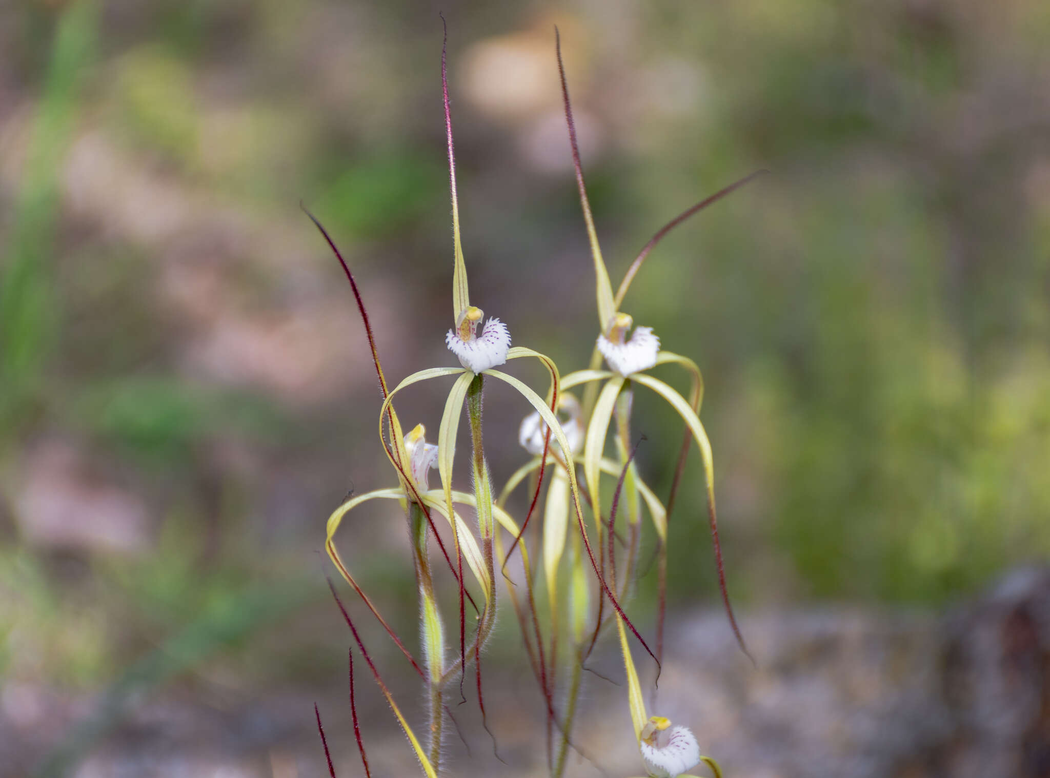 Image of Yellow spider orchid