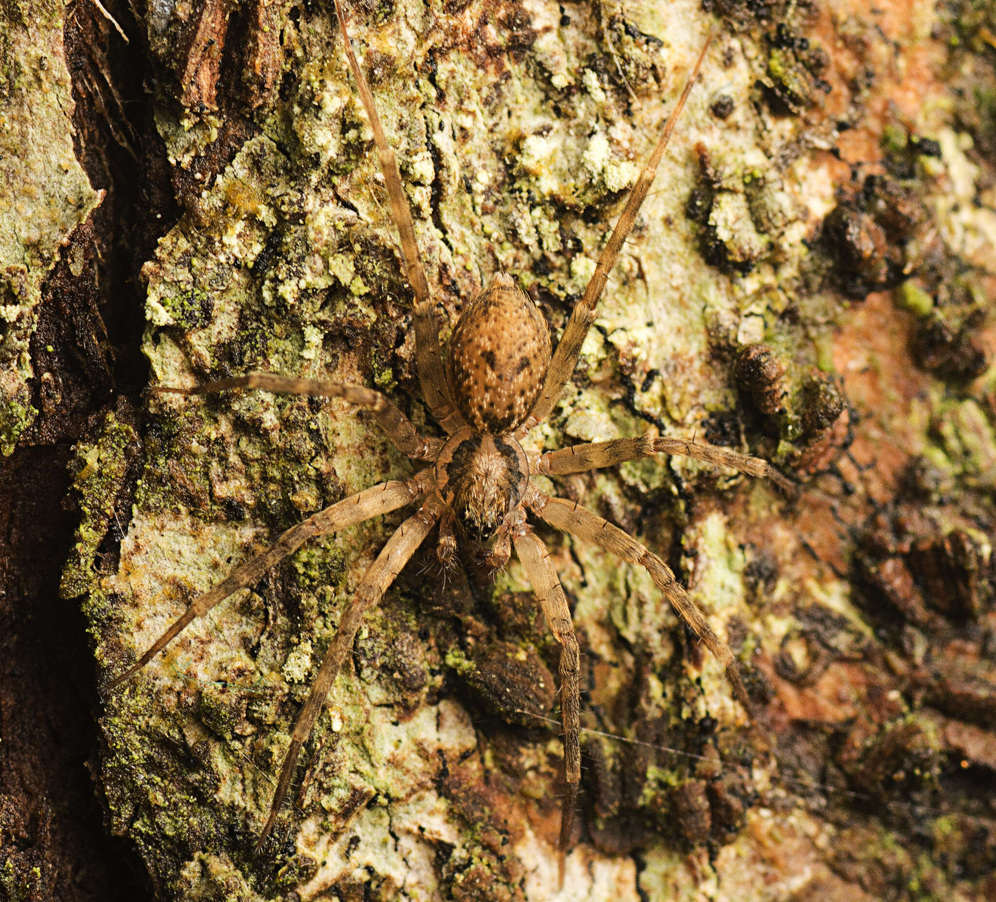 Image of Toxopsoides erici Smith 2013