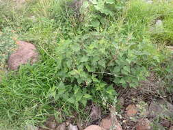 Image of Tucson bur ragweed