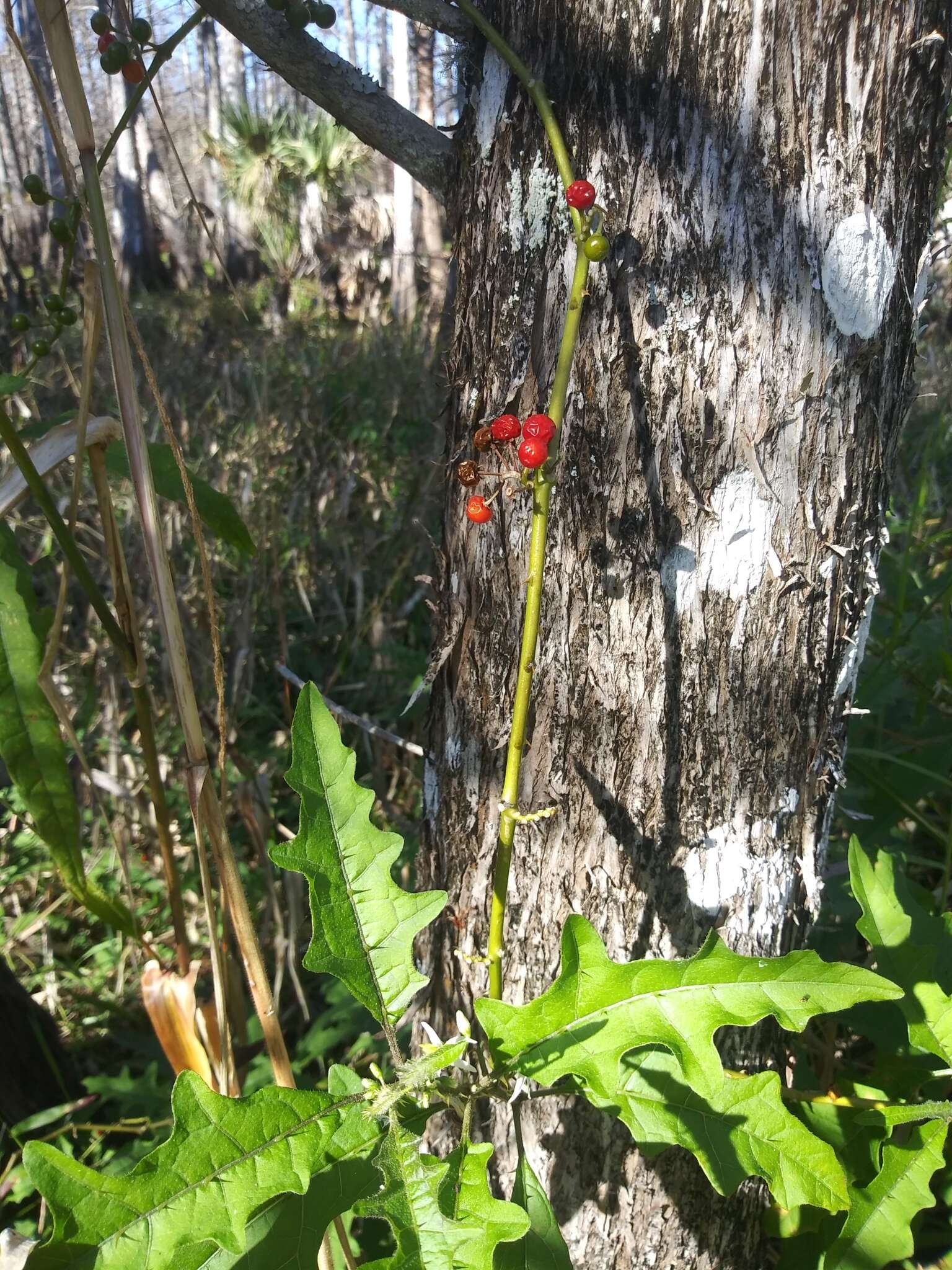 Plancia ëd Solanum tampicense Dun.