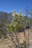 Image of Baccharis linearis (Ruiz & Pavón) Pers.