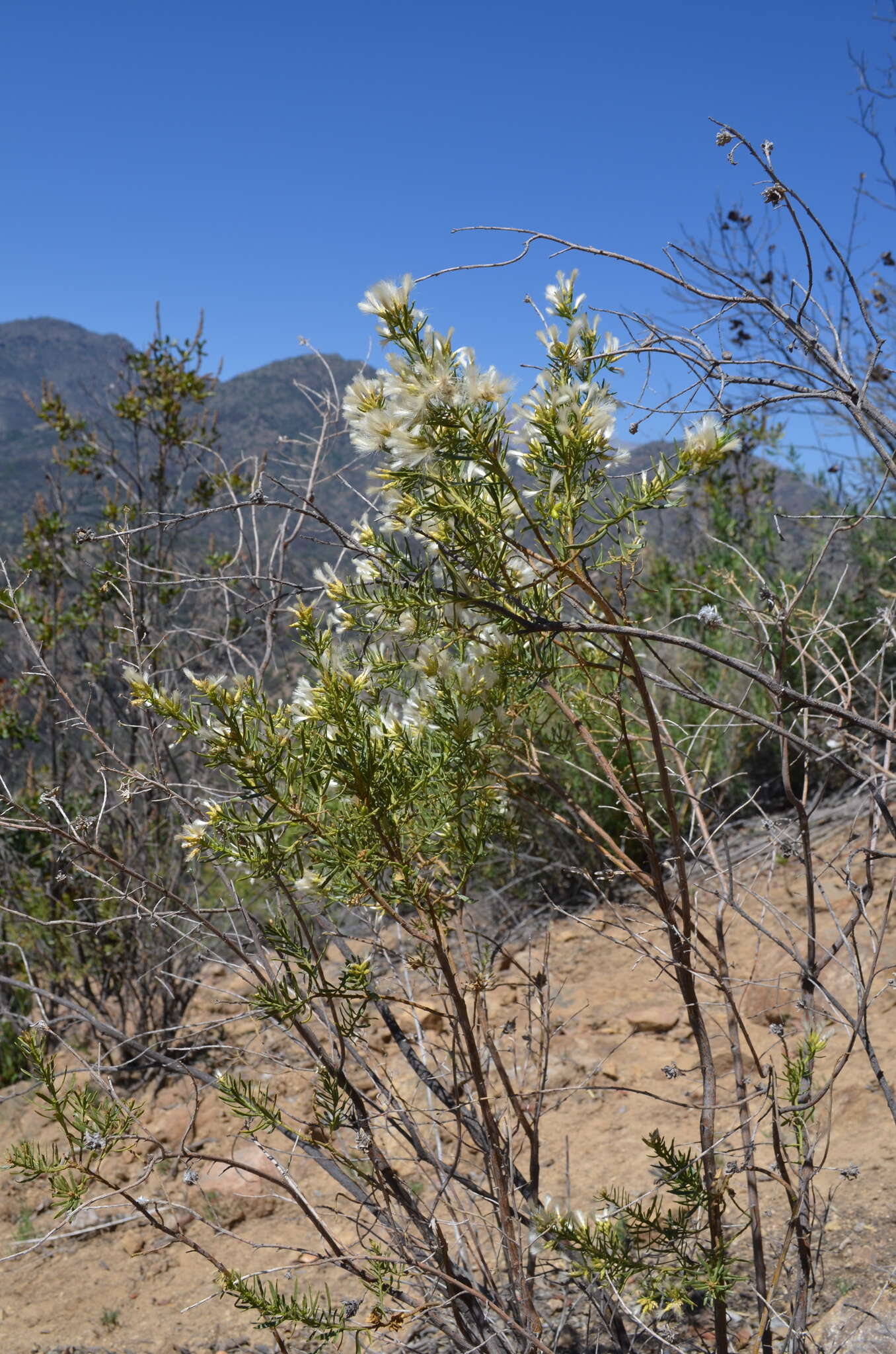 Image of Baccharis linearis (Ruiz & Pavón) Pers.