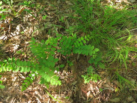 Image of Ouachita False Indigo