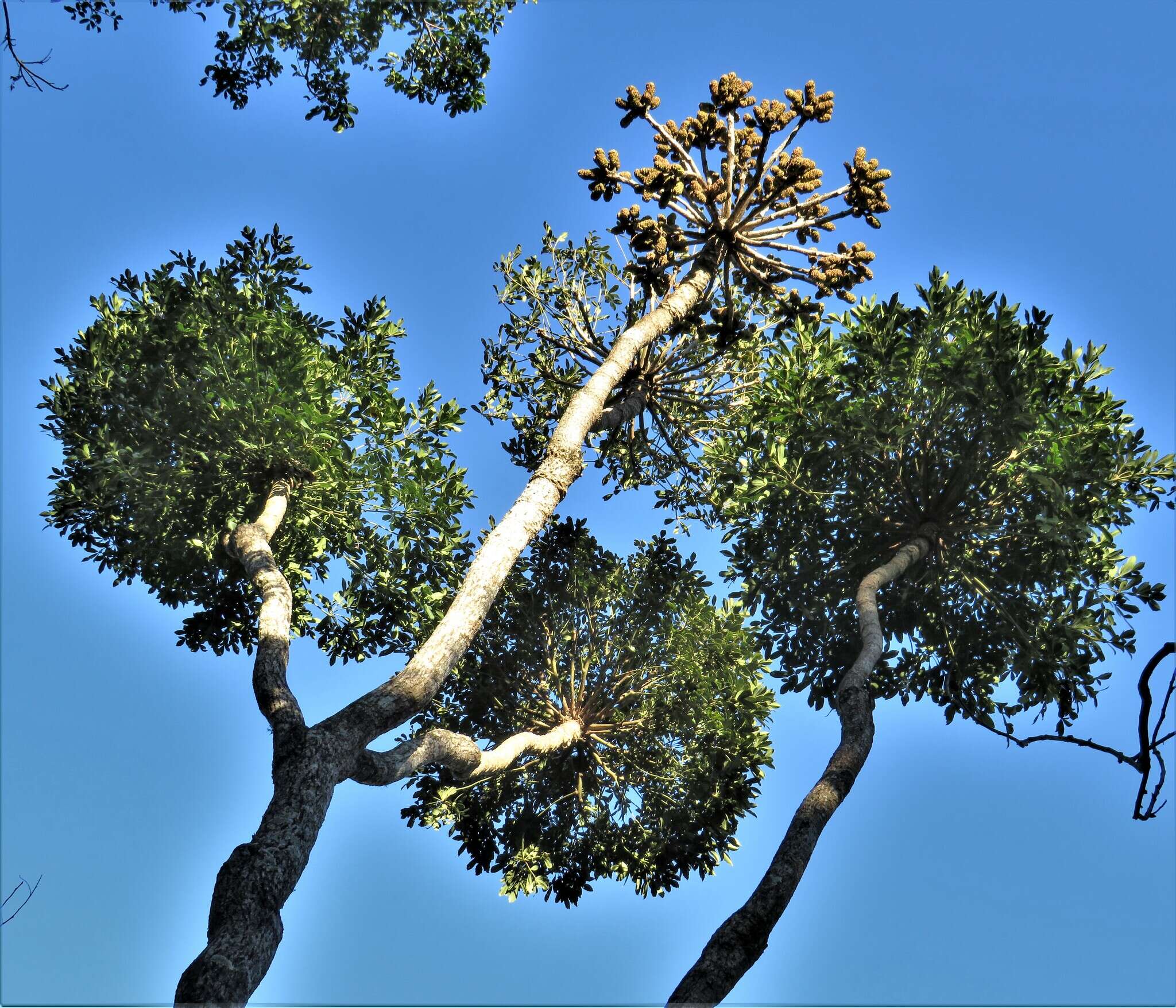 Image of Cussonia sphaerocephala Strey