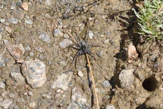 Image of Pardosa saturatior Simon 1937