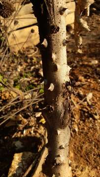 Image of Solanum albidum Dun.