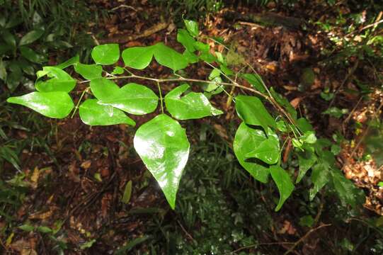 Plancia ëd Indigofera natalensis Bolus