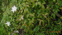 Image of Himalayan Clematis