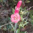 Image of Agalinis megalantha (Diels) W. G. D' Arcy